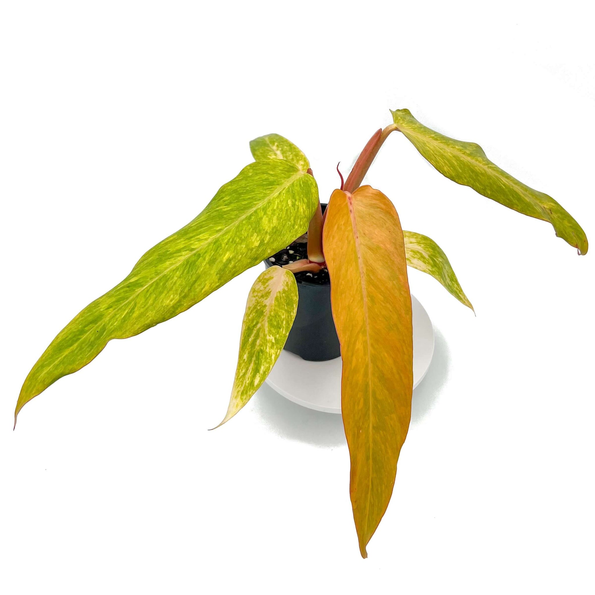 Buy Philodendron 'Autumn Queen'