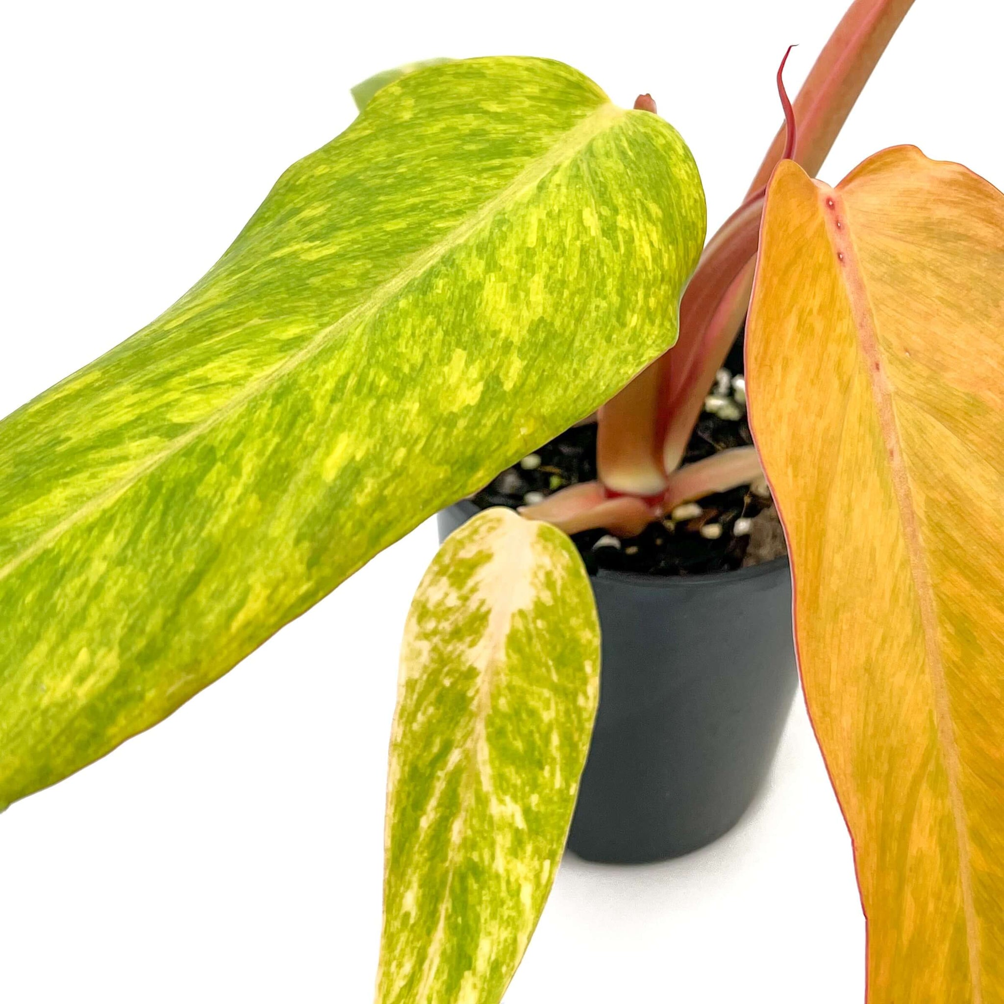 philodendron autumn queen Buy Philodendron 'Autumn Queen'