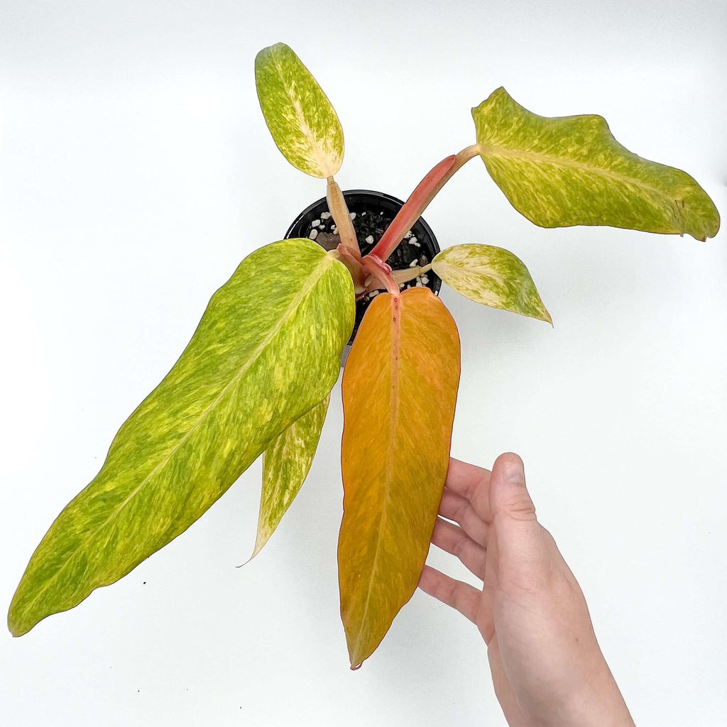 Philodendron 'Autumn Queen' | Indoor Plant | Chalet Boutique - Australia