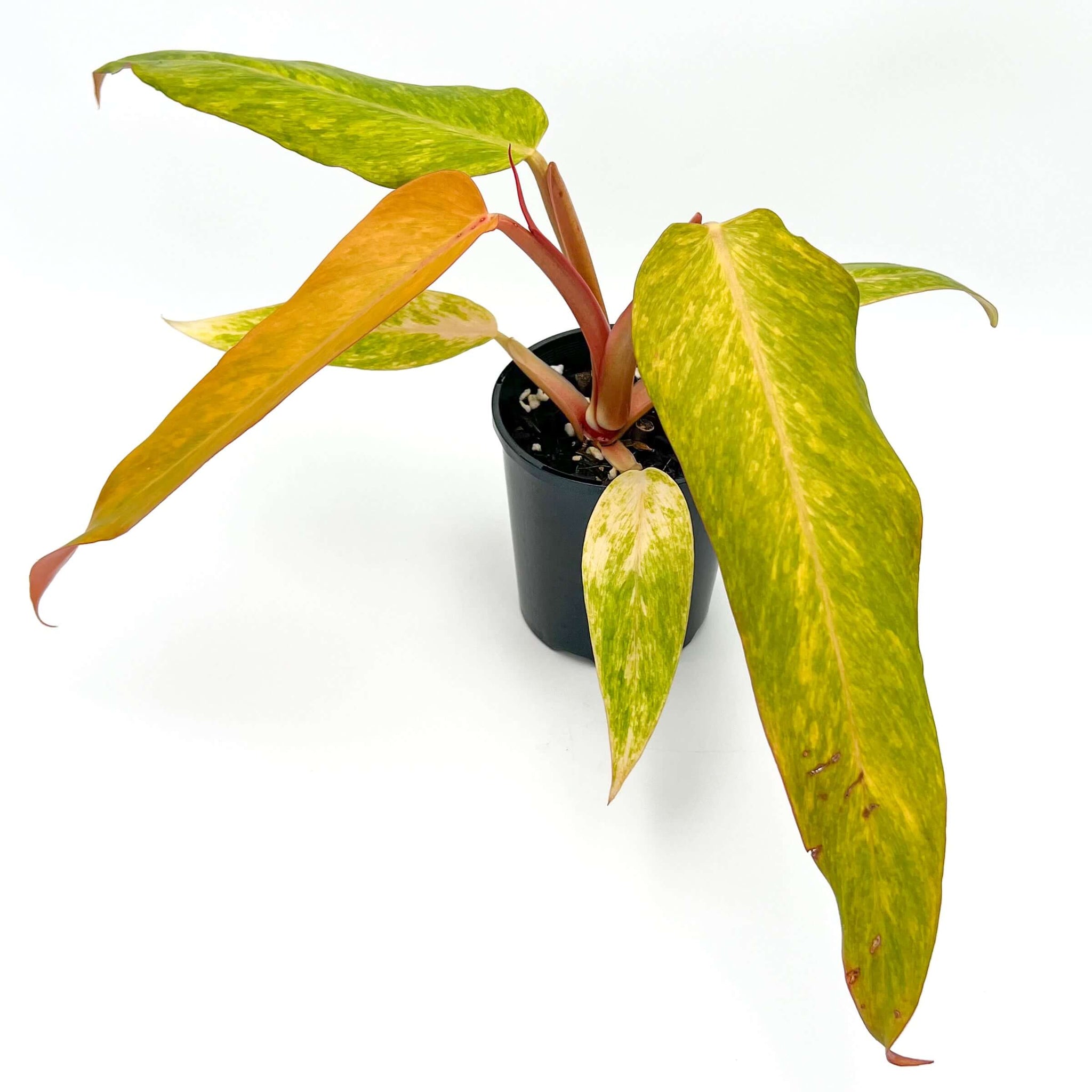 philodendron autumn falls Buy Philodendron 'Autumn Queen'