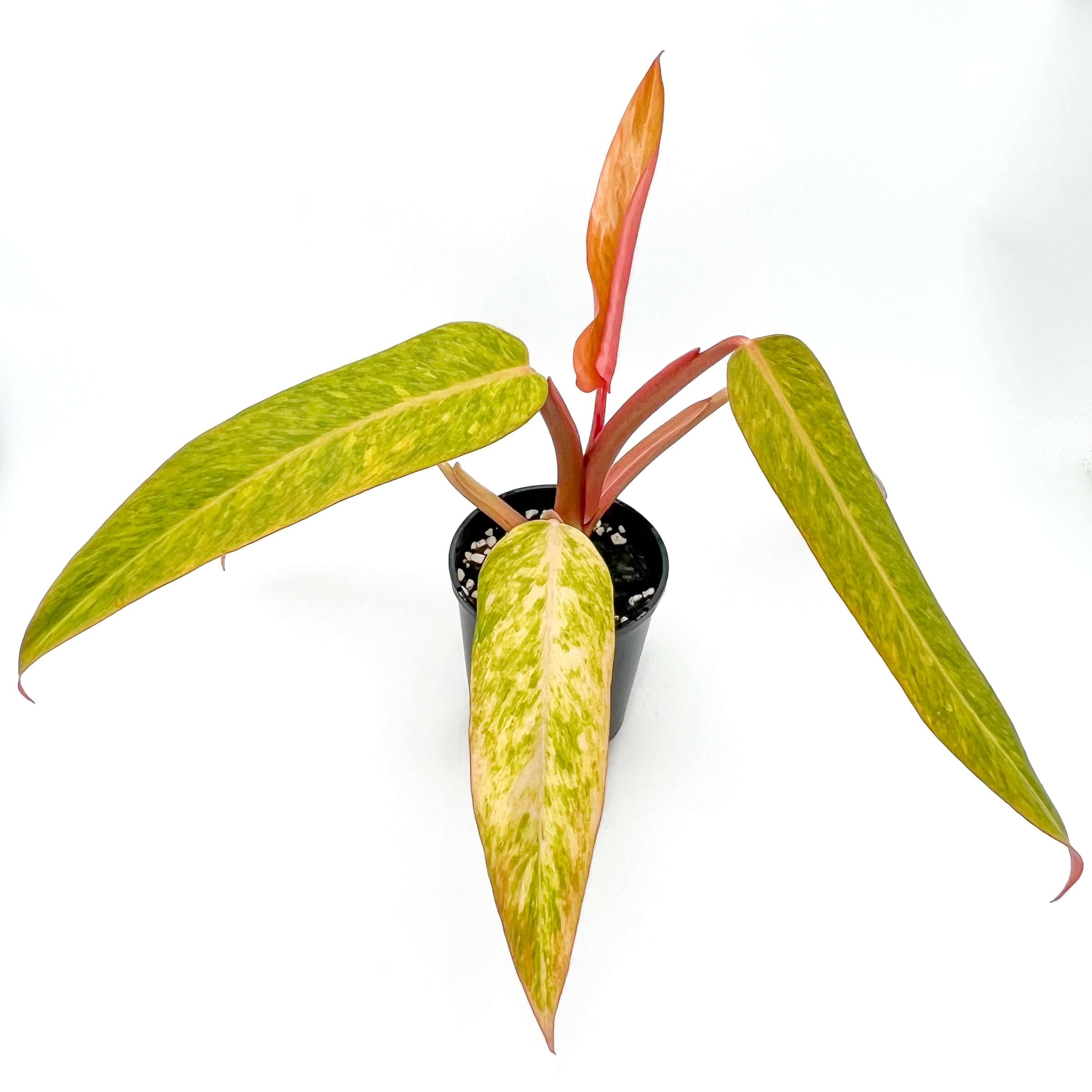 Buy Philodendron 'Autumn Queen'