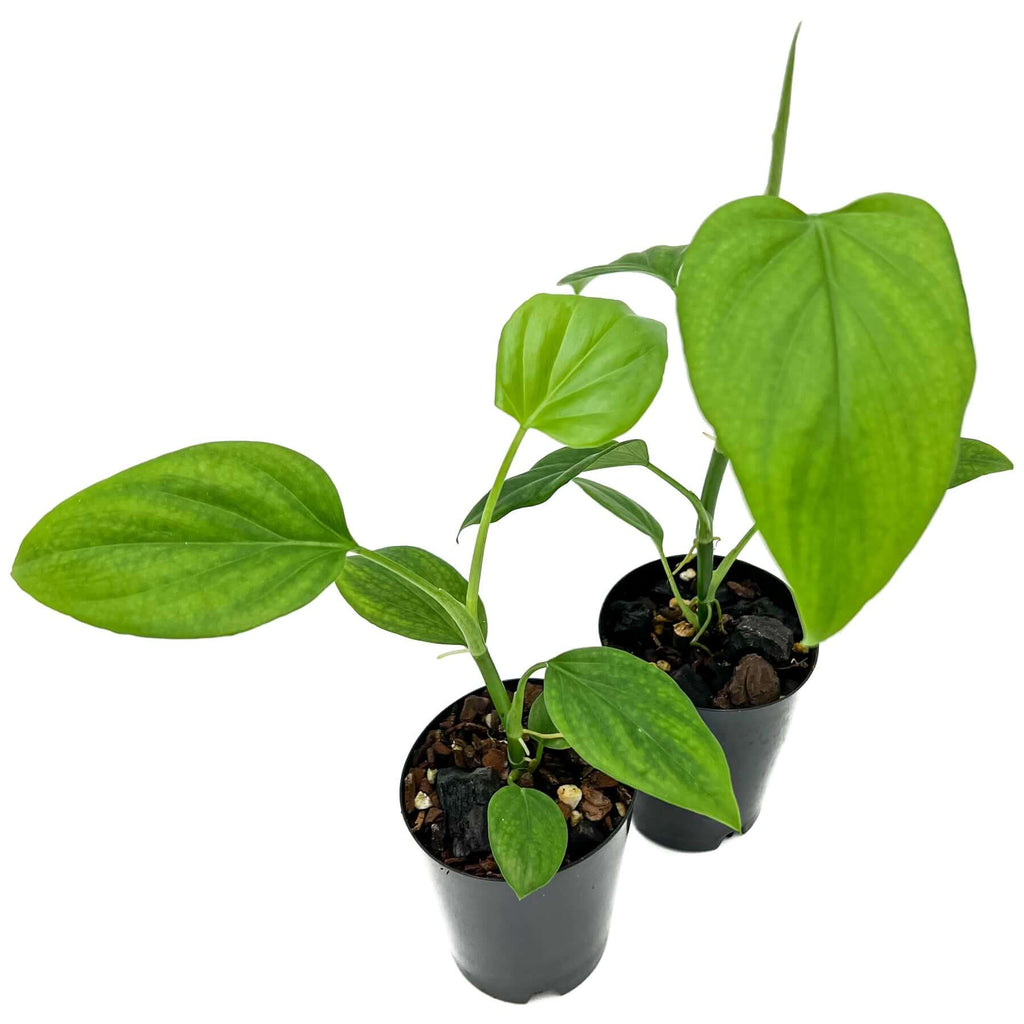 Indoor Plants Online Australia Chalet Boutique, Hobart, Tasmania