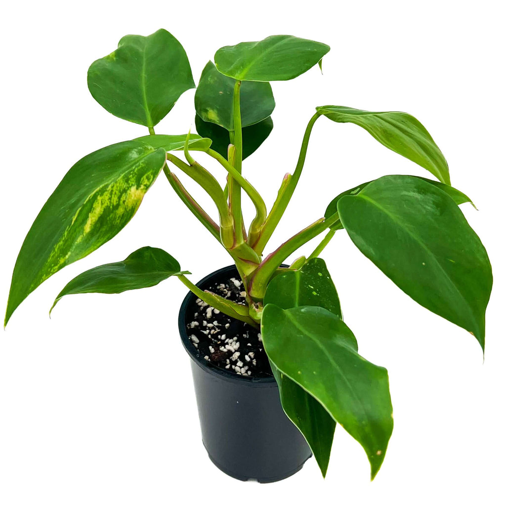 Philodendron Erubescens | Indoor Plant | Chalet Boutique - Australia