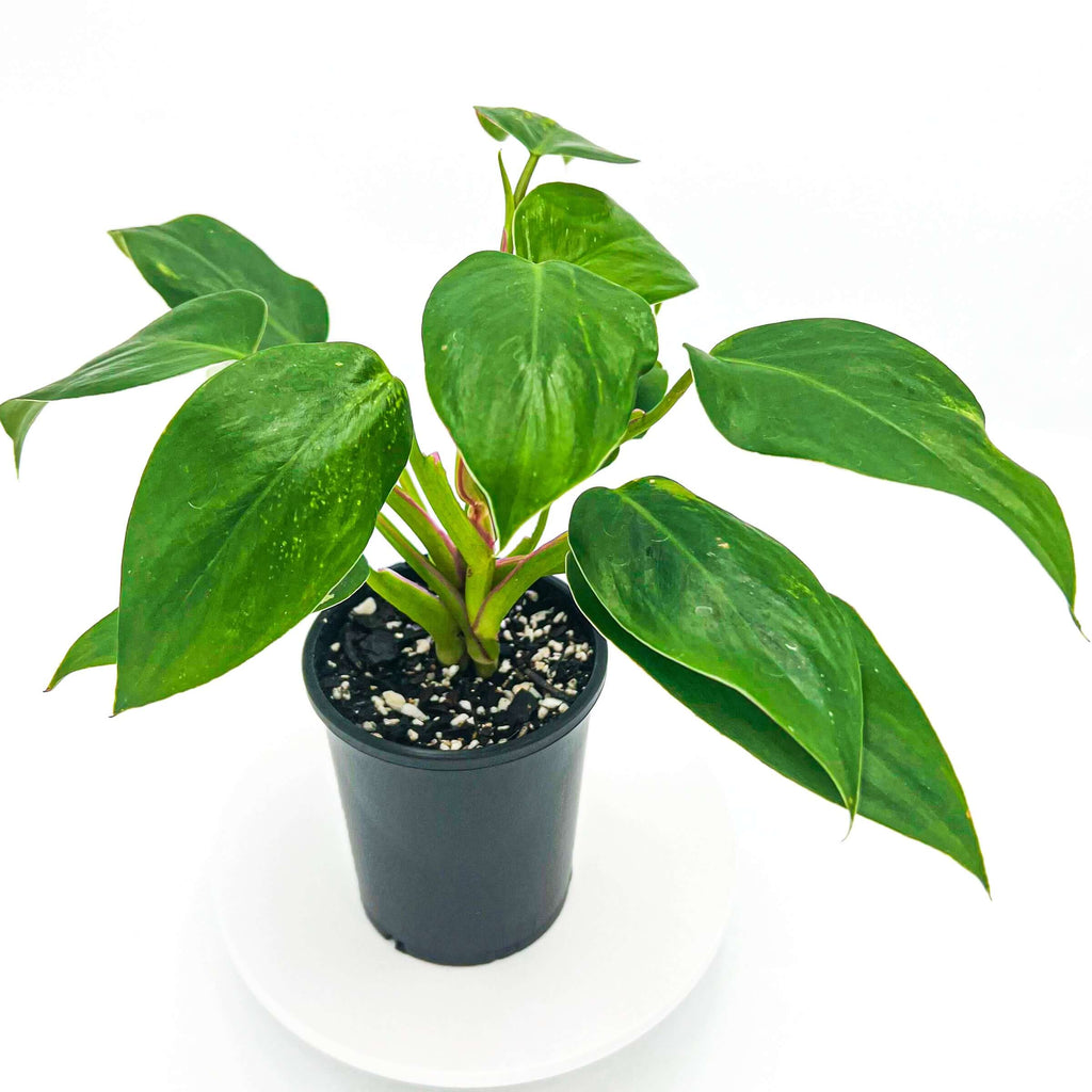 Philodendron Erubescens | Indoor Plant | Chalet Boutique - Australia