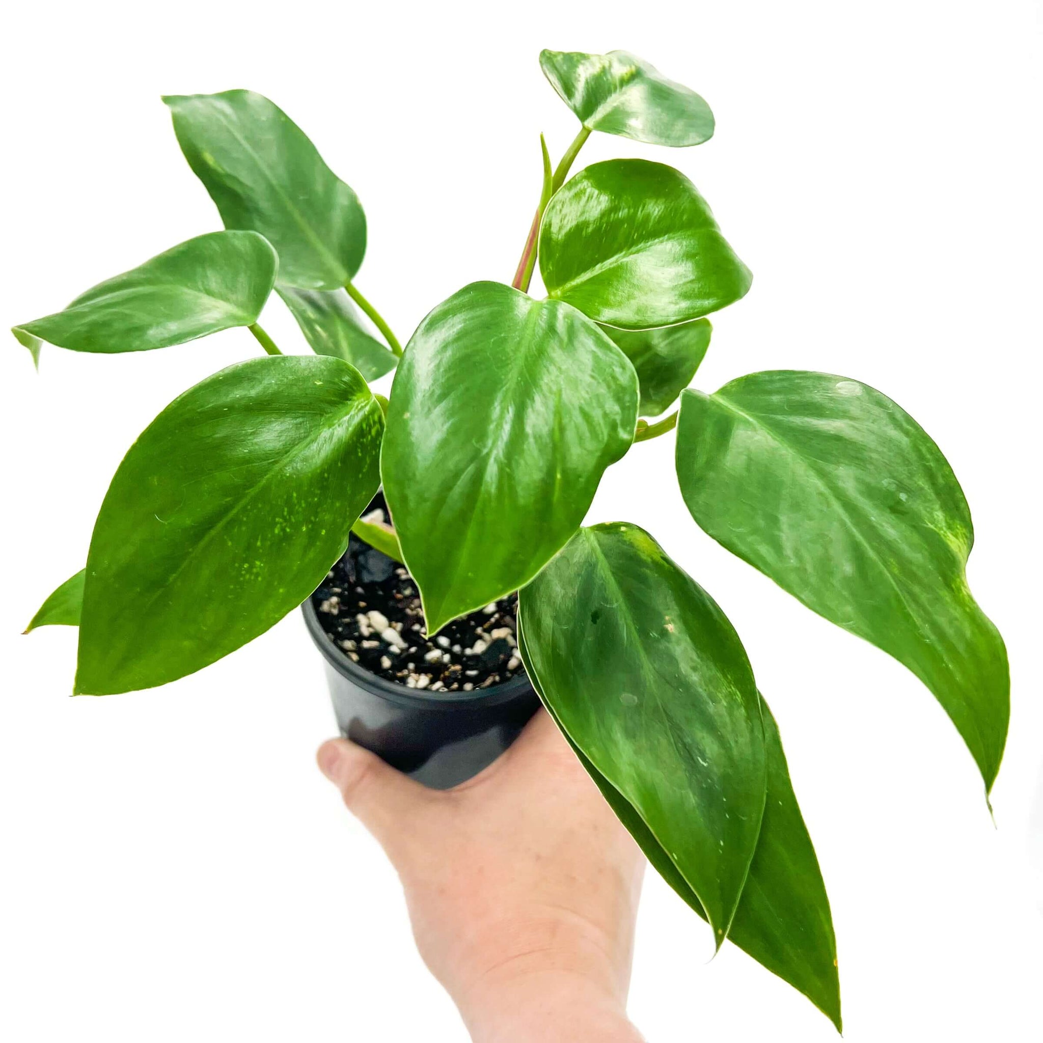echinodorus aquarium plant Echinodorus Red Phoenix - Amazon Sword Plant main image 1