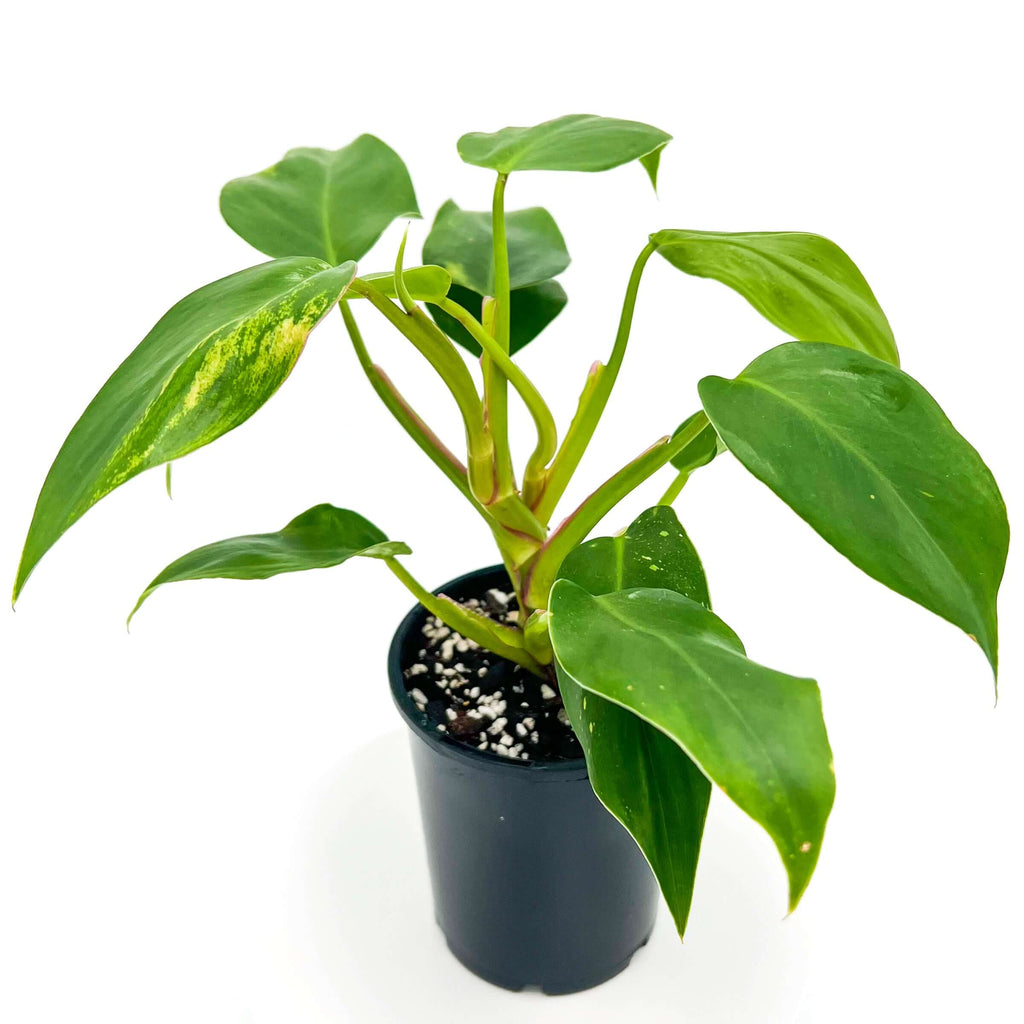 Philodendron Erubescens | Indoor Plant | Chalet Boutique - Australia