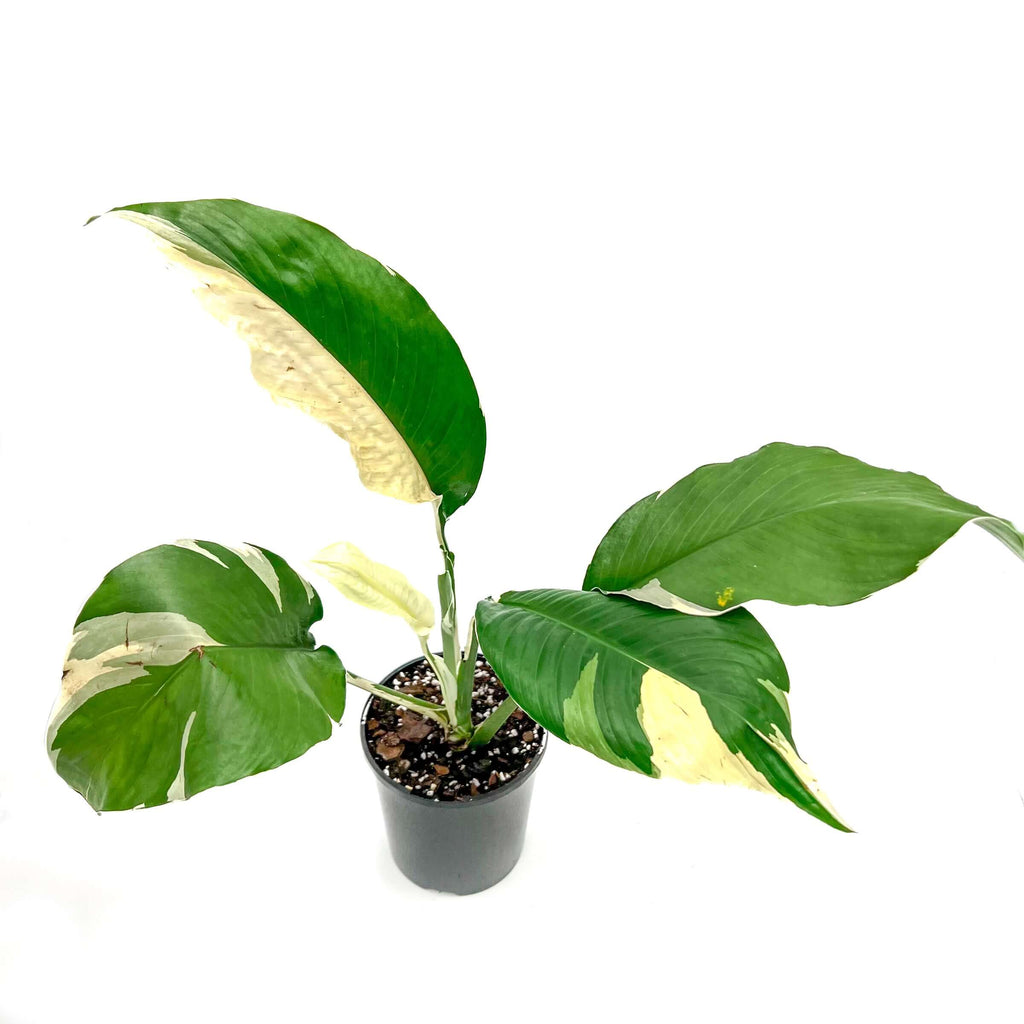 Spathiphyllum Picasso | Indoor Plant | Chalet Boutique - Australia
