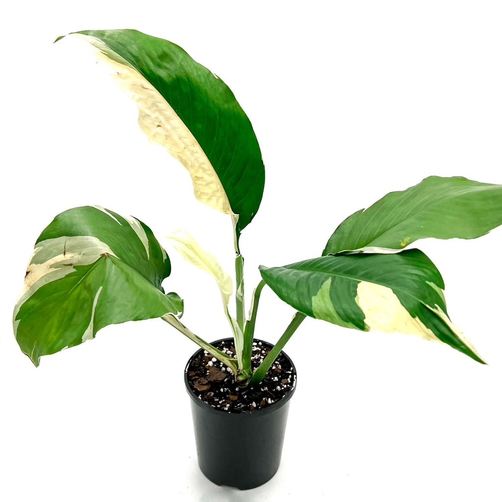 Spathiphyllum Picasso | Indoor Plant | Chalet Boutique - Australia
