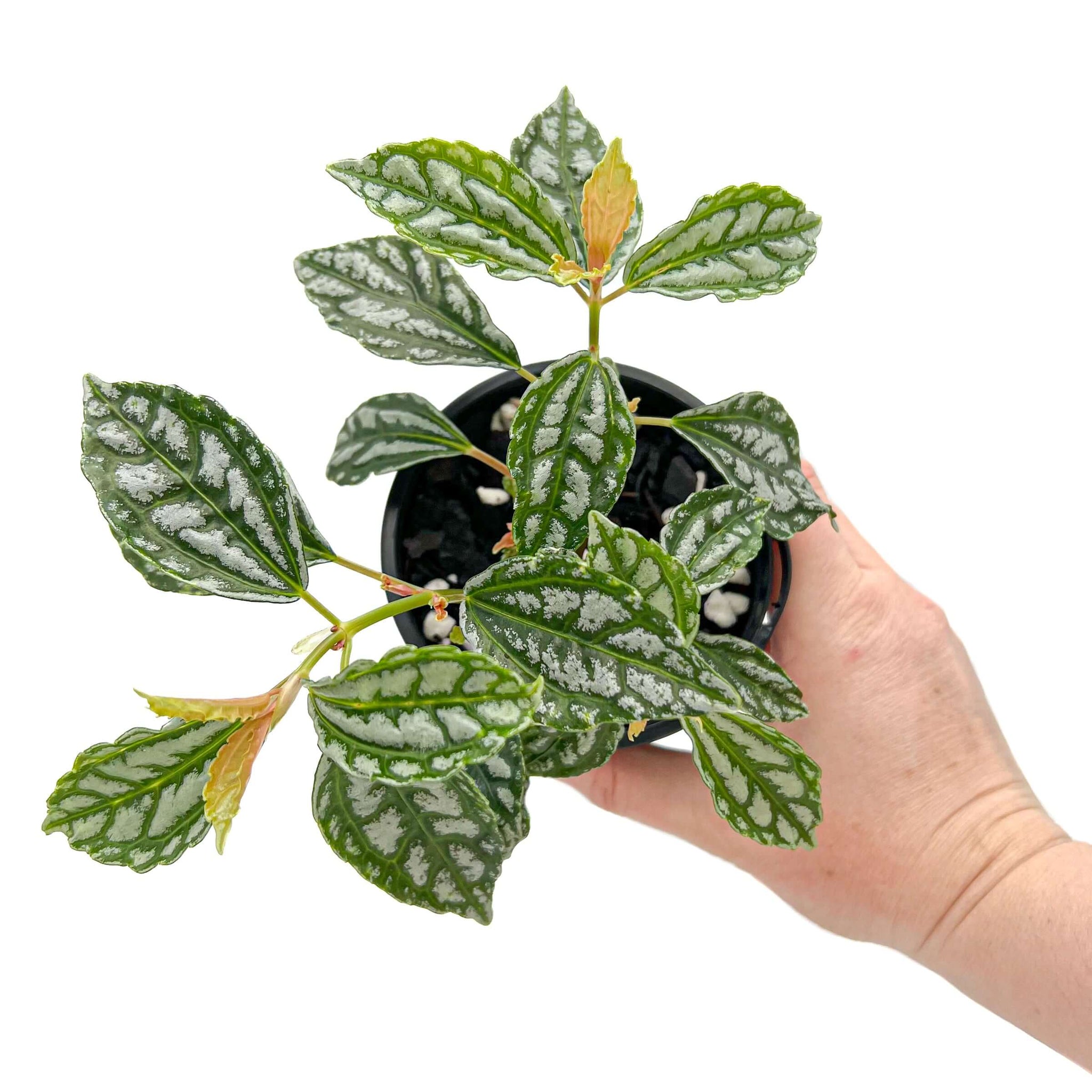 Pilea Caderii 'Aluminium Plant'