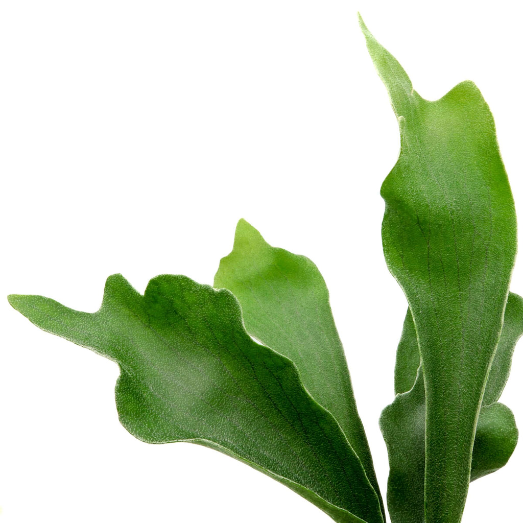 Platycerium Bifurcatum 'Elkhorn Fern' | Indoor Plant | Chalet Boutique - Australia