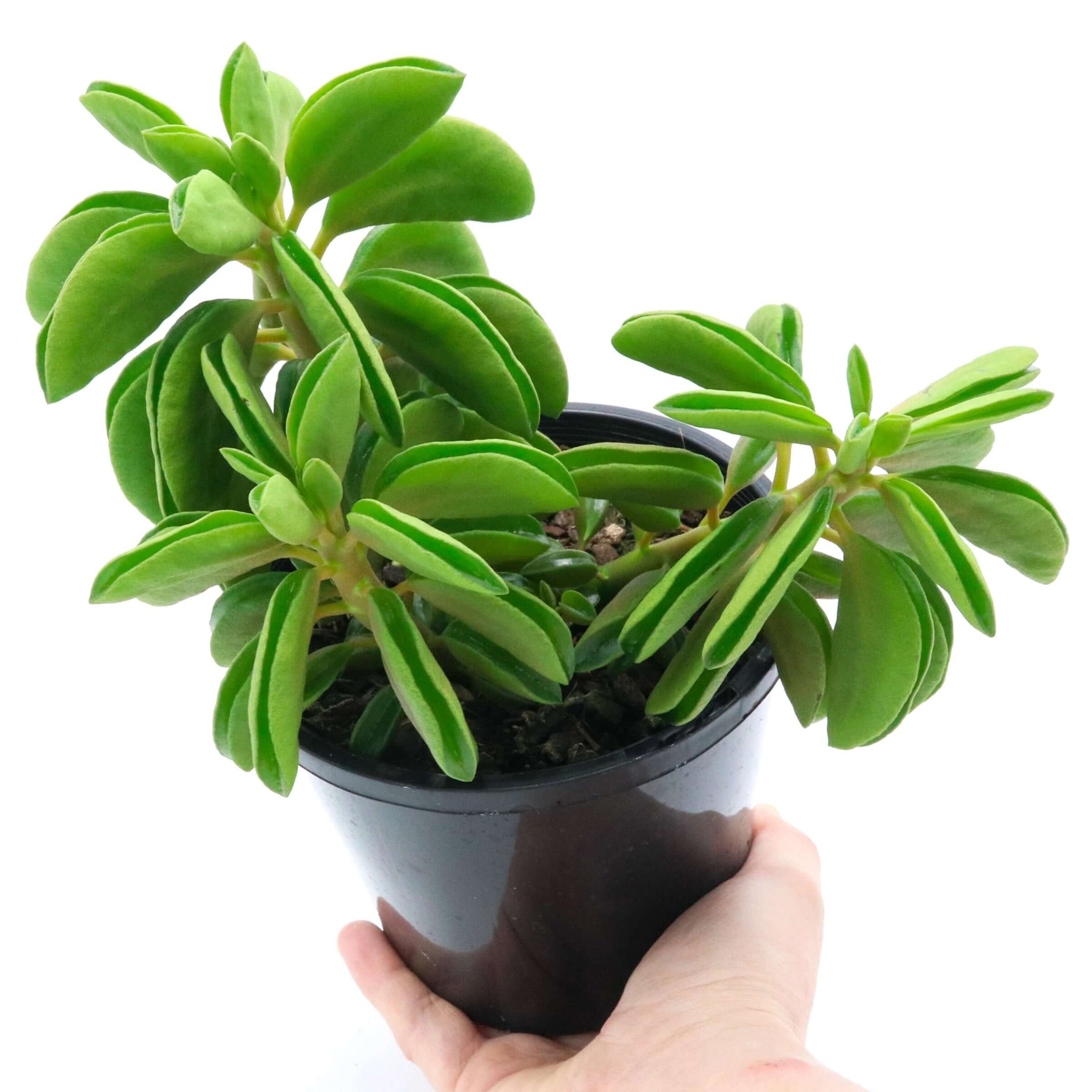 prayer pepper plant Buy Prayer Peperomia