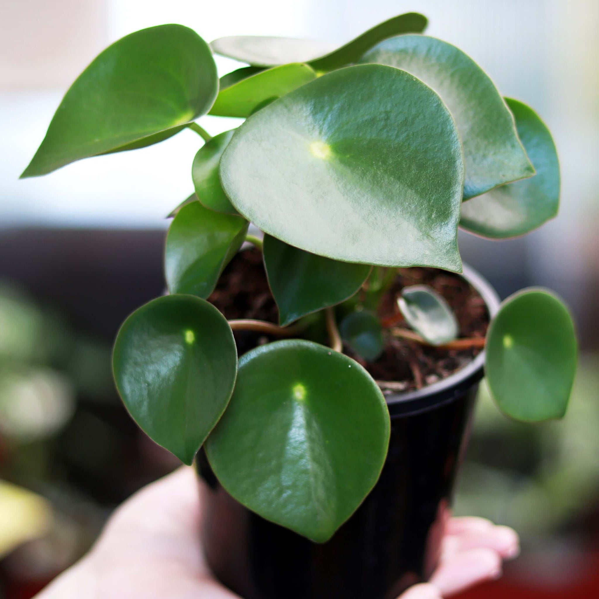 Raindrop Peperomia
