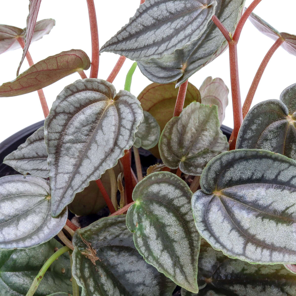 Peperomia Red Watermelon | Indoor Plant | Chalet Boutique - Australia