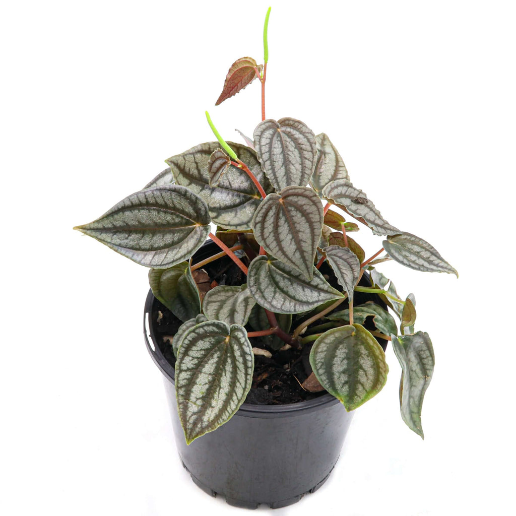 Peperomia Red Watermelon | Indoor Plant | Chalet Boutique - Australia