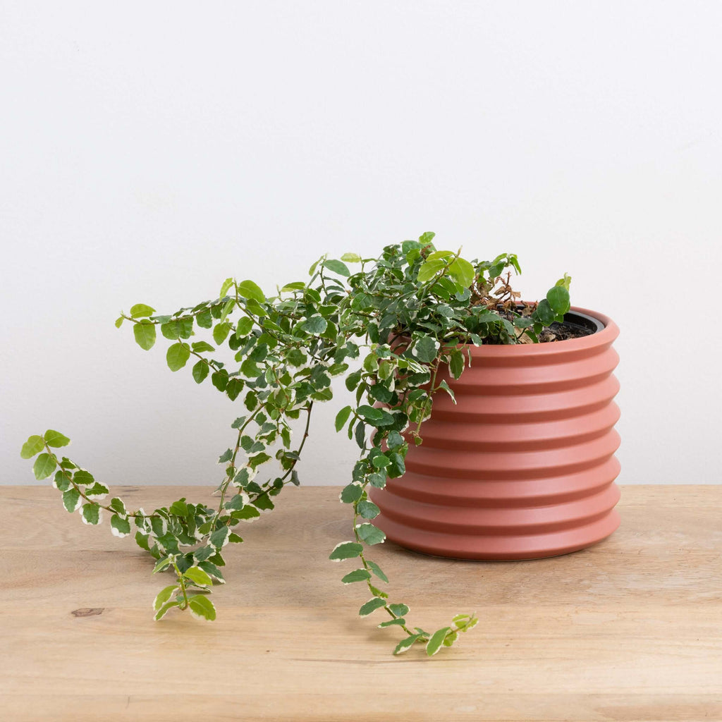 Rosewood Cover Pot | Plant Pots | Chalet Boutique - Australia