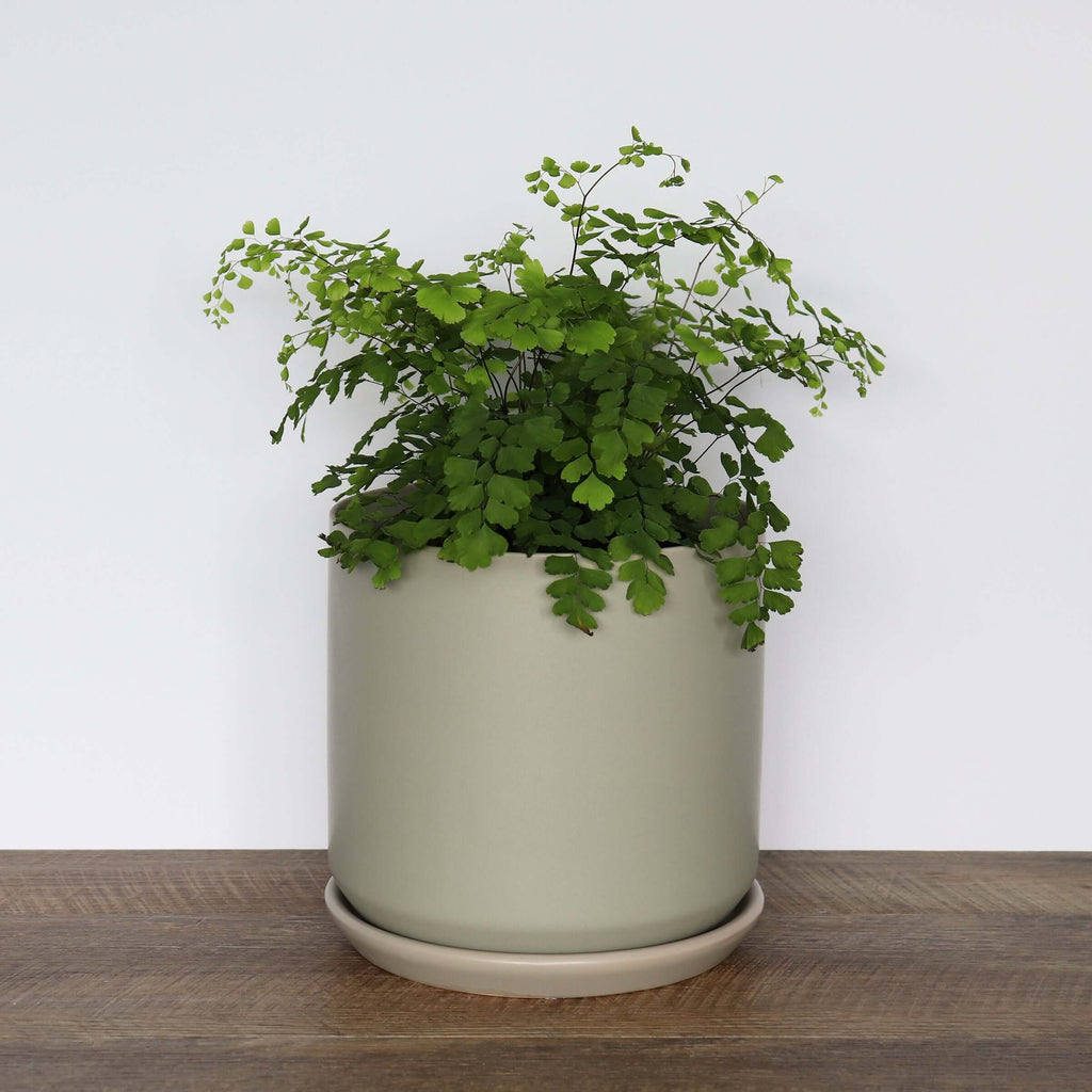 Large Sage Pot | Plant Pots | Chalet Boutique - Australia