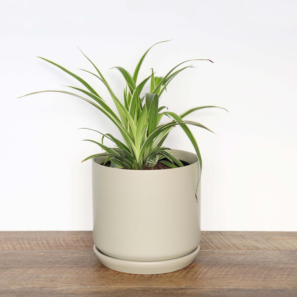 Medium Sage Pot | Plant Pots | Chalet Boutique - Australia