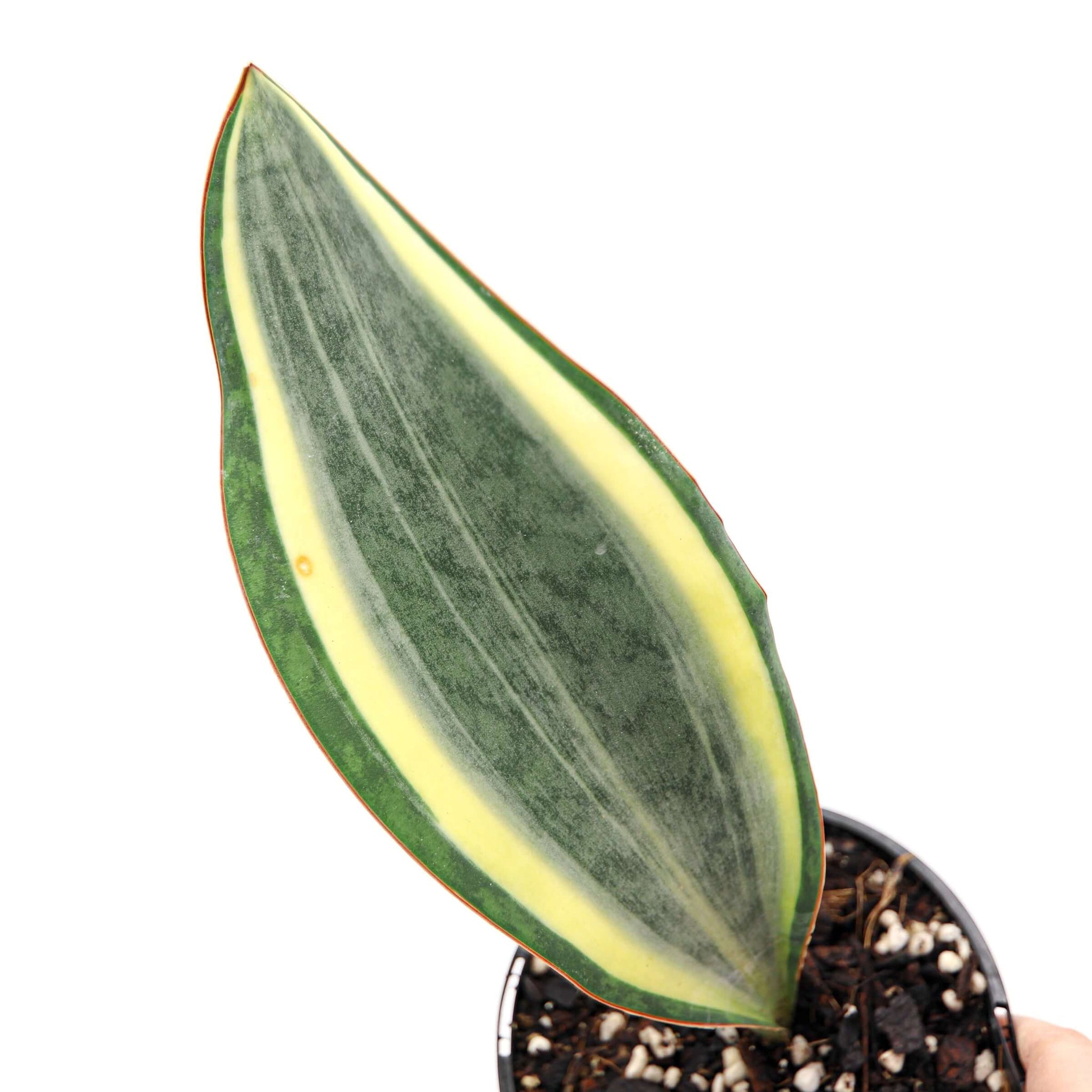 Buy Sansevieria Masoniana White Variegated Online