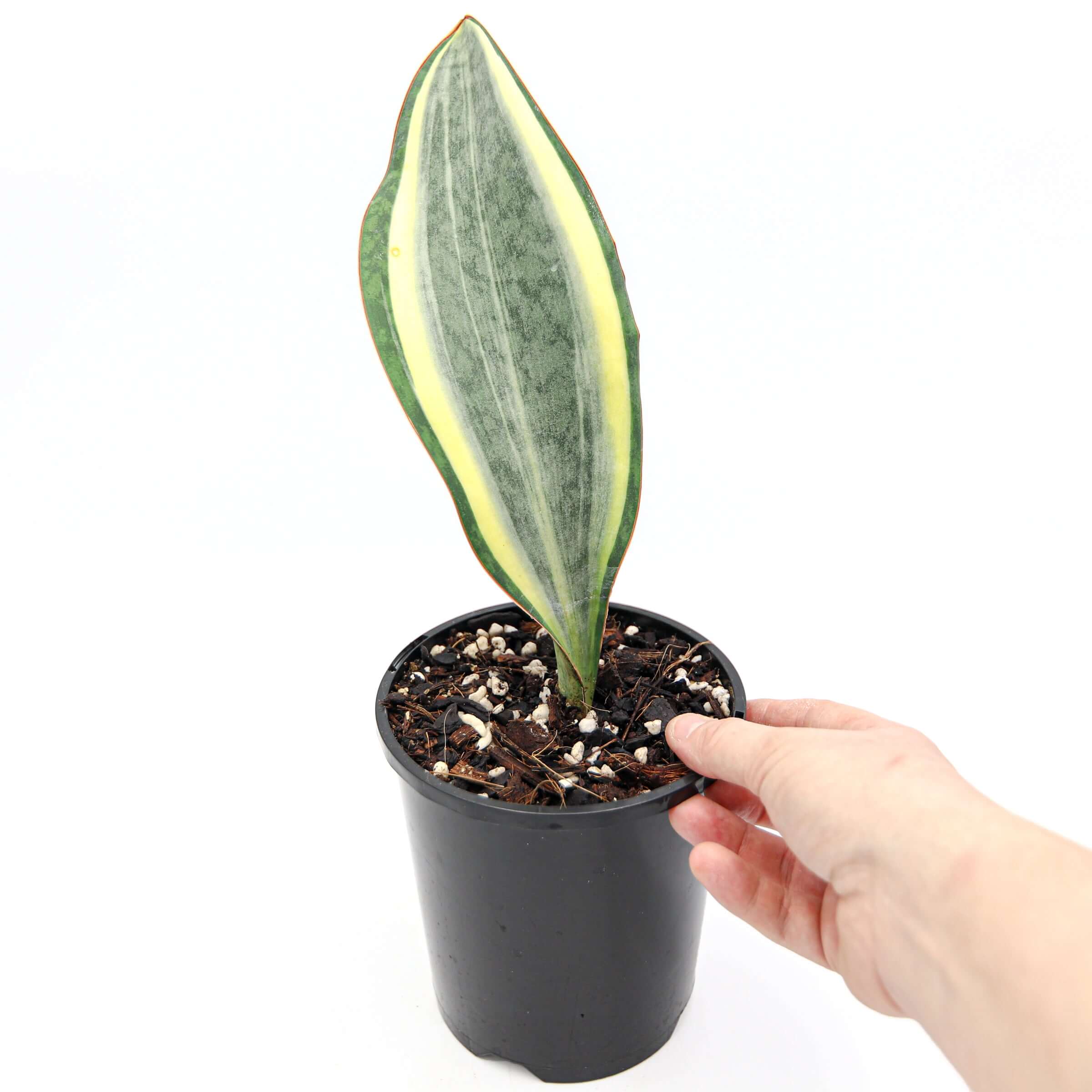 sansevieria masoniana variegated white Buy Sansevieria Masoniana White Variegated Online