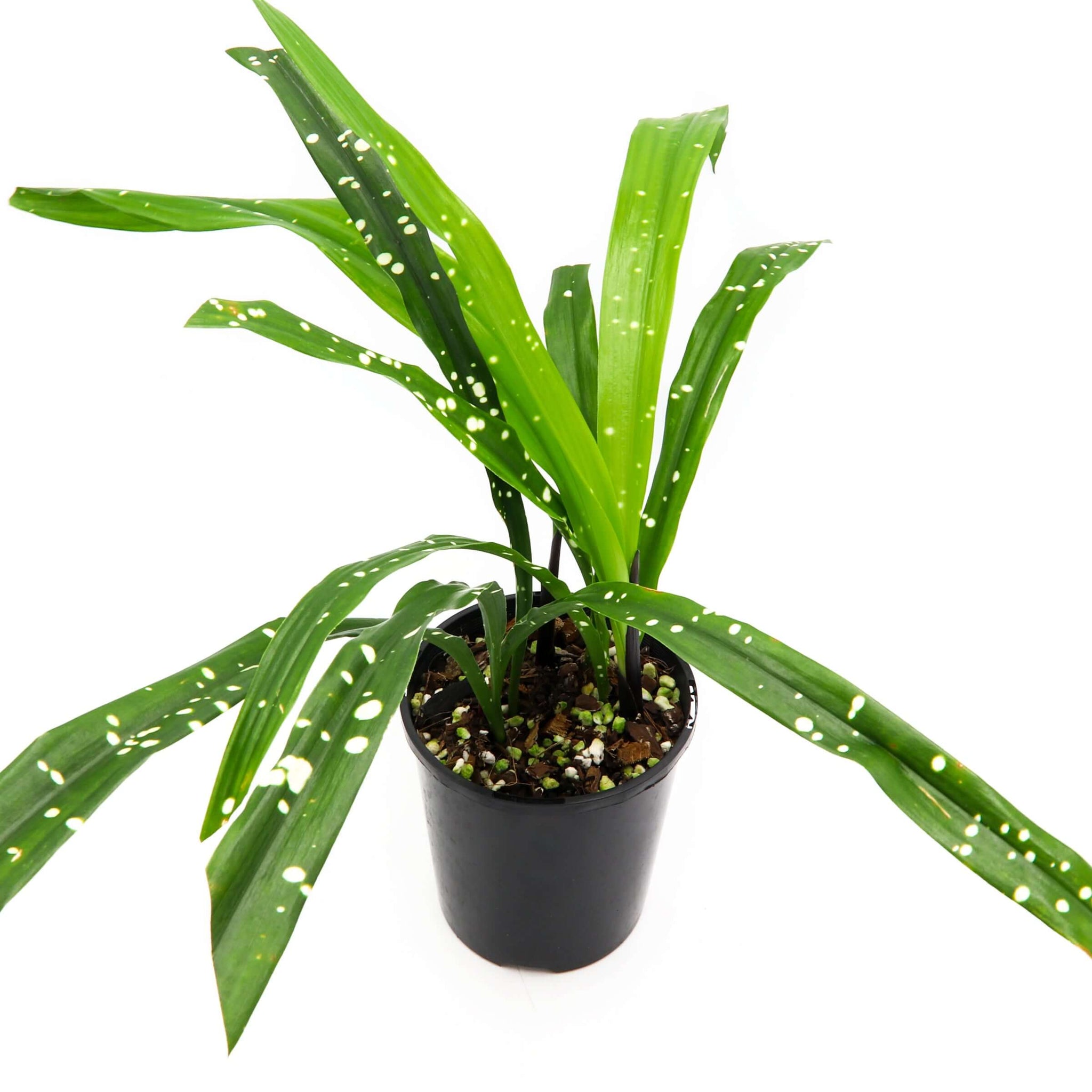 aspidistra yingjiangensis Buy Aspidistra 'Singapore Sling'