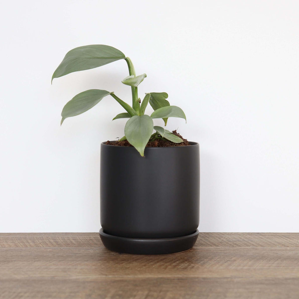 Small Black Pot | Plant Pots | Chalet Boutique - Australia