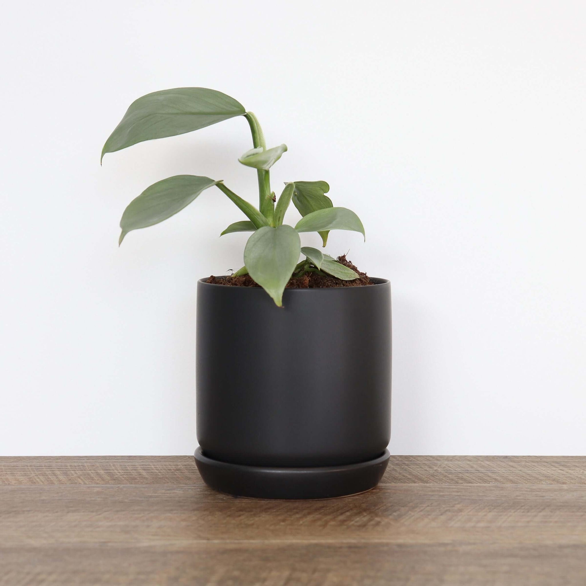 small black indoor plant pot Small Black Plant Pot