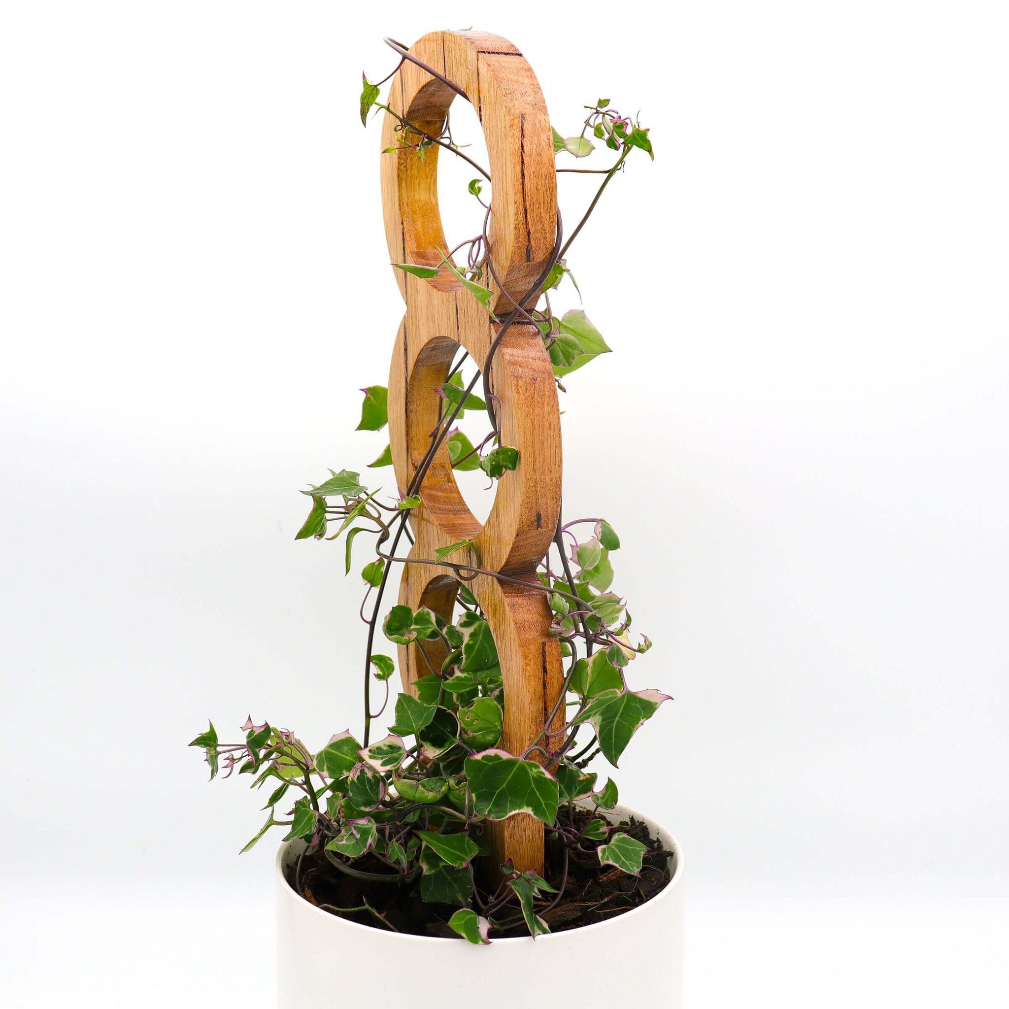 indoor plant trainer Tasmanian Oak 'Halo' Medium Plant Trainer