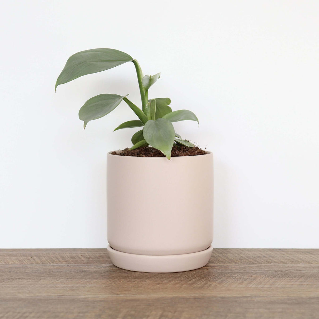 Small Parchment Pot | Plant Pots | Chalet Boutique - Australia