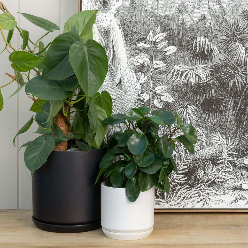 Small White Pot | Plant Pots | Chalet Boutique - Australia