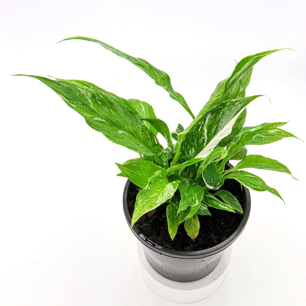 Spathiphyllum Domino | Indoor Plant | Chalet Boutique - Australia