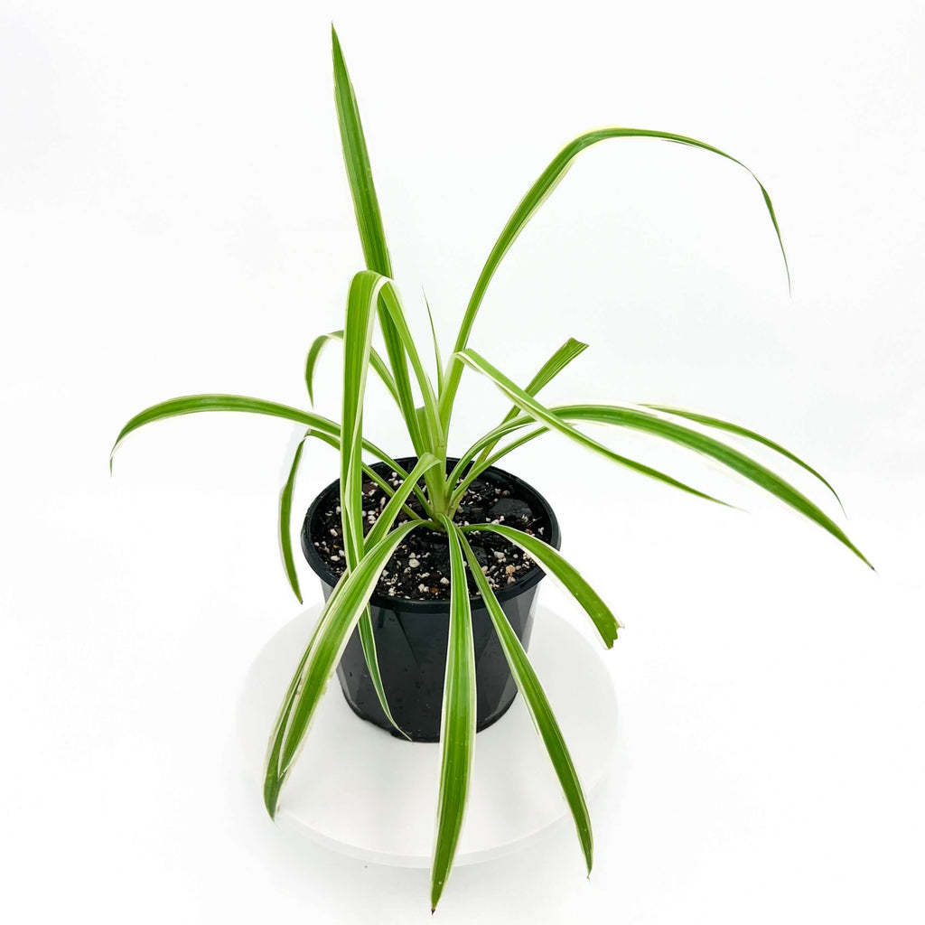 Spider Plant | Indoor Plant | Chalet Boutique - Australia