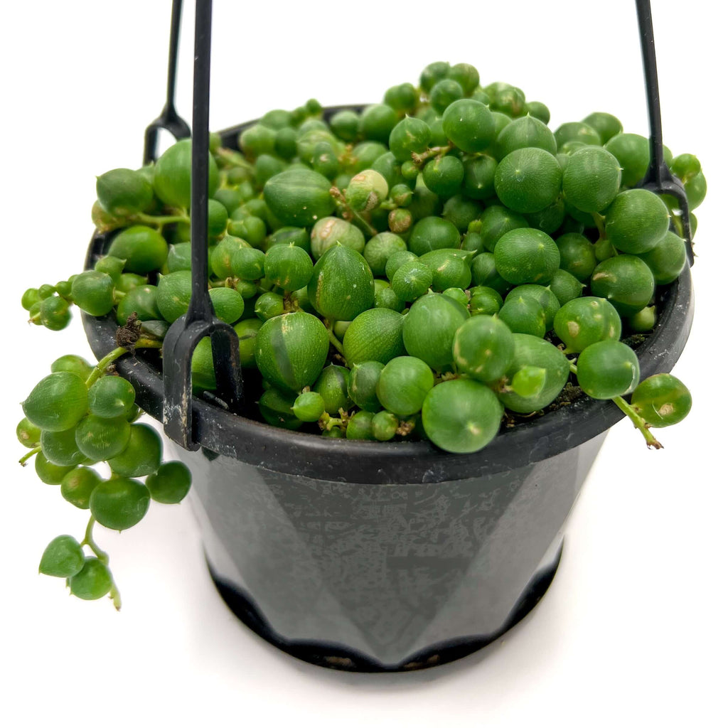 String of Pearls | Indoor Plant | Chalet Boutique - Australia