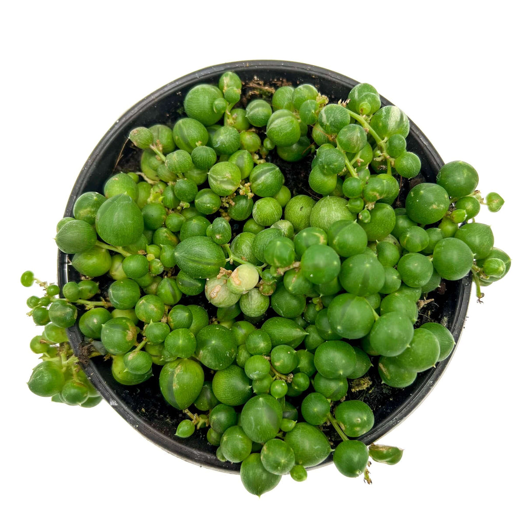 String of Pearls | Indoor Plant | Chalet Boutique - Australia