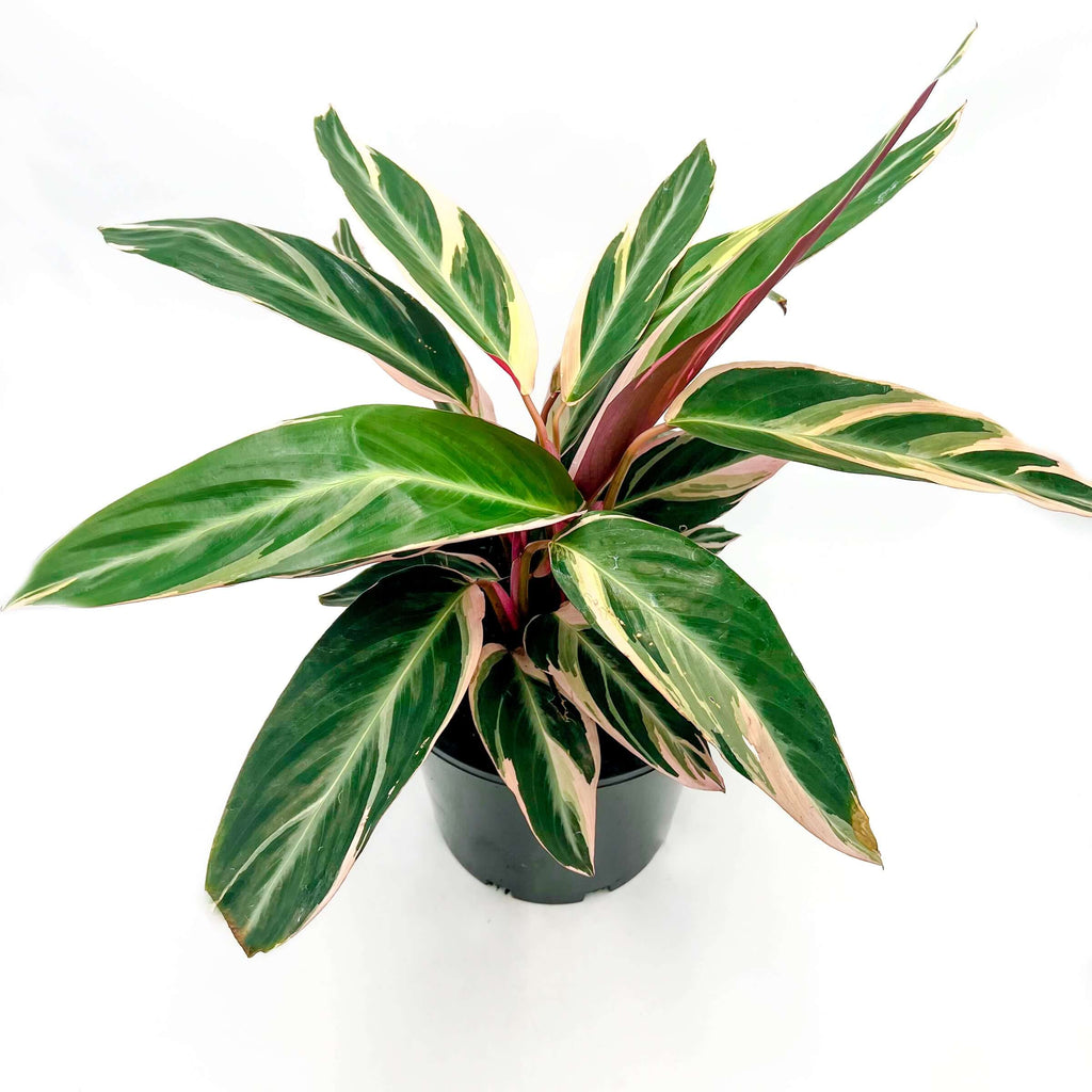 Stromanthe Triostar (Large) | Indoor Plant | Chalet Boutique - Australia