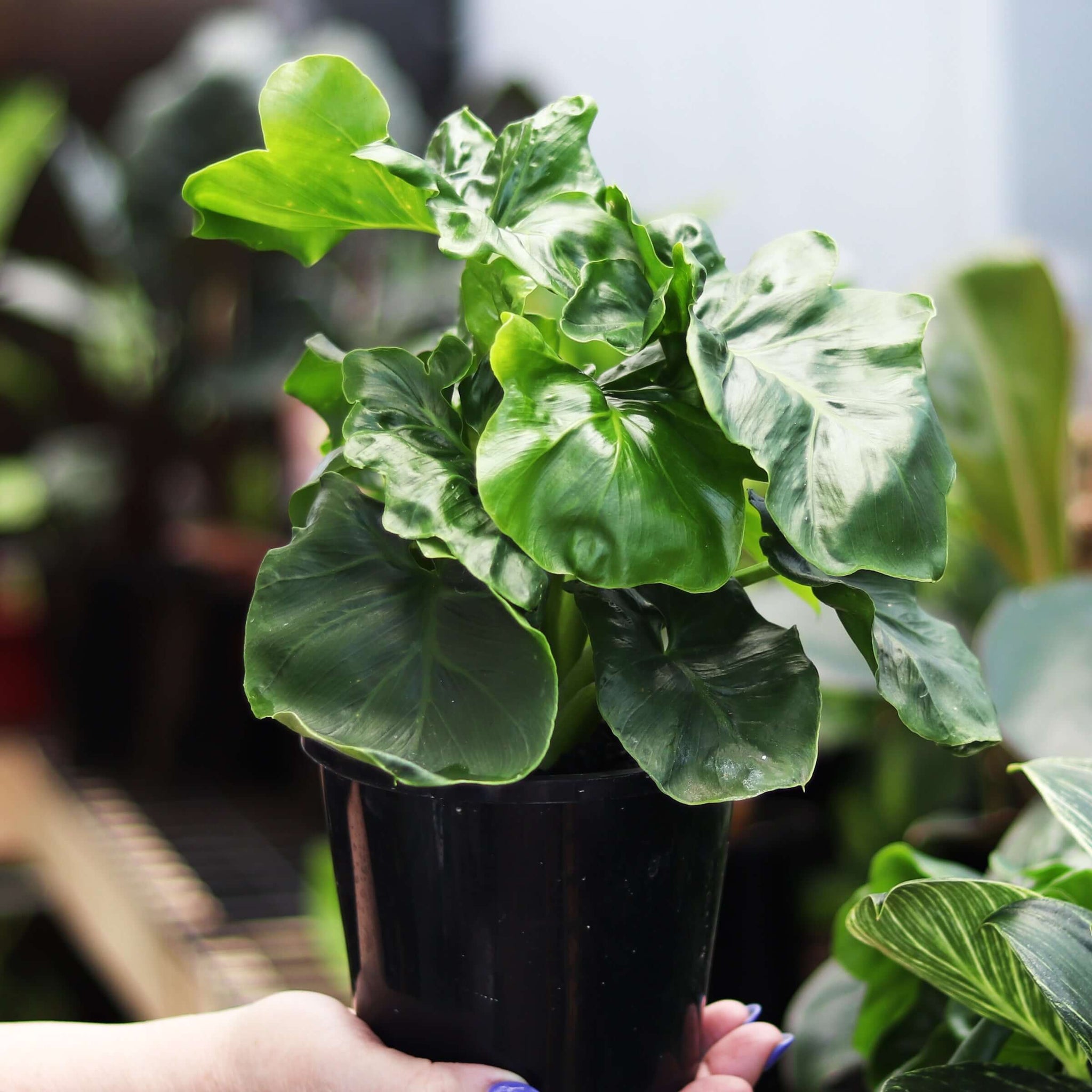 philodendron atom vs super atom Buy Philodendron Super Atom