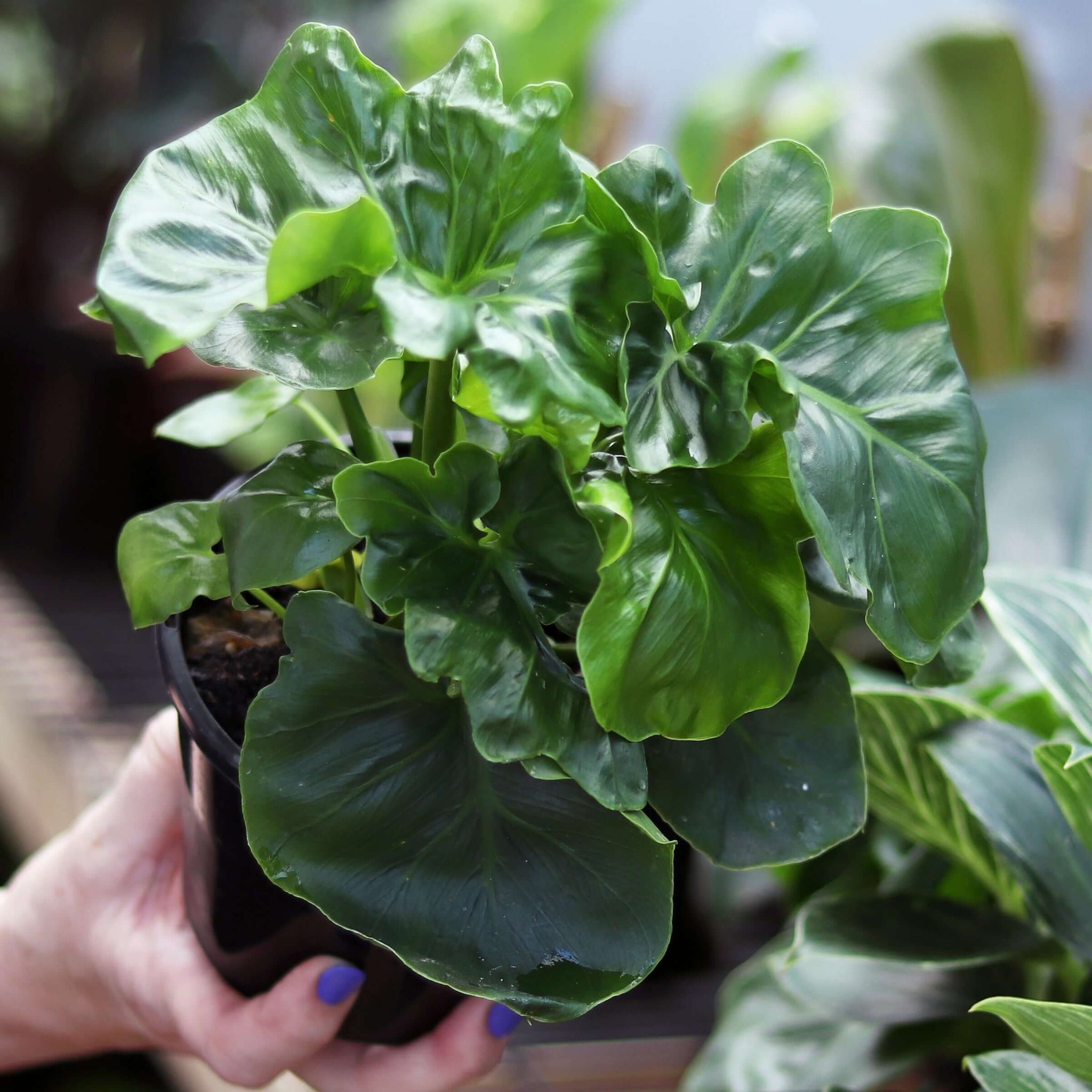 monstera atom Buy Philodendron Super Atom