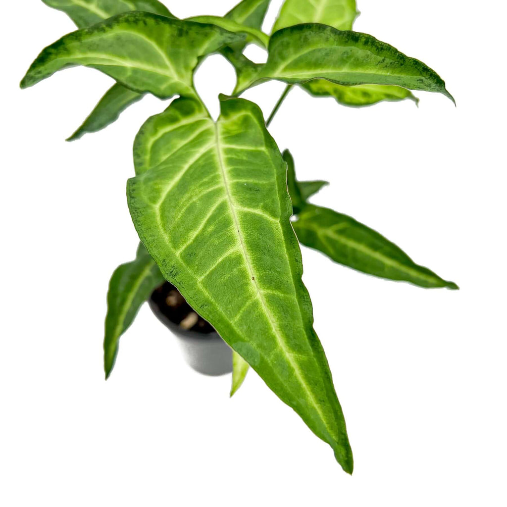 Syngonium angustatum 'Little Star' with creamy mint leaves and dark green edges, ideal rare indoor plant for Australia.