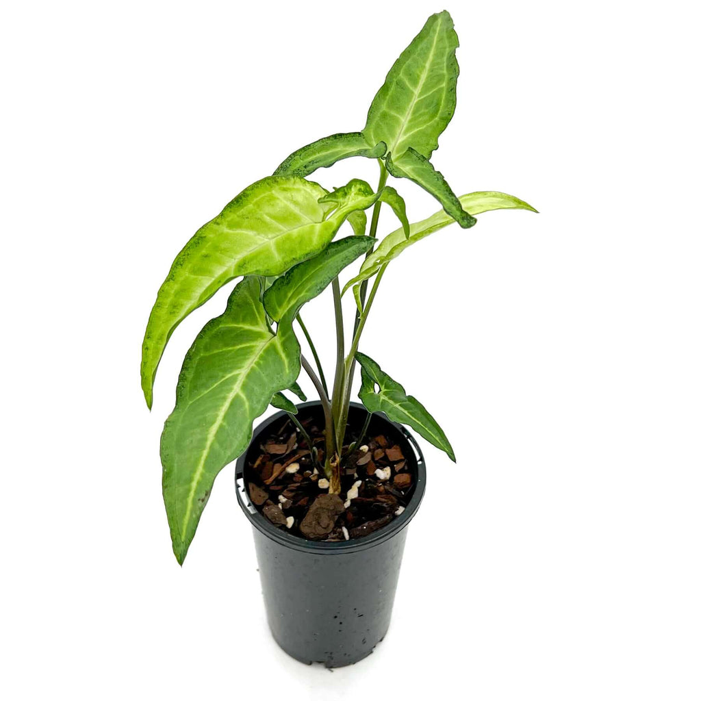 Syngonium angustatum 'Little Star' indoor plant in black pot, featuring variegated creamy mint leaves for indoor elegance.