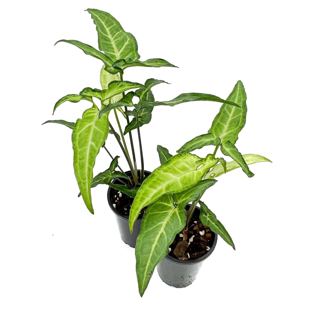 Syngonium angustatum 'Little Star' indoor plant with variegated creamy mint leaves, perfect for indoor decor and rare plants enthusiasts.