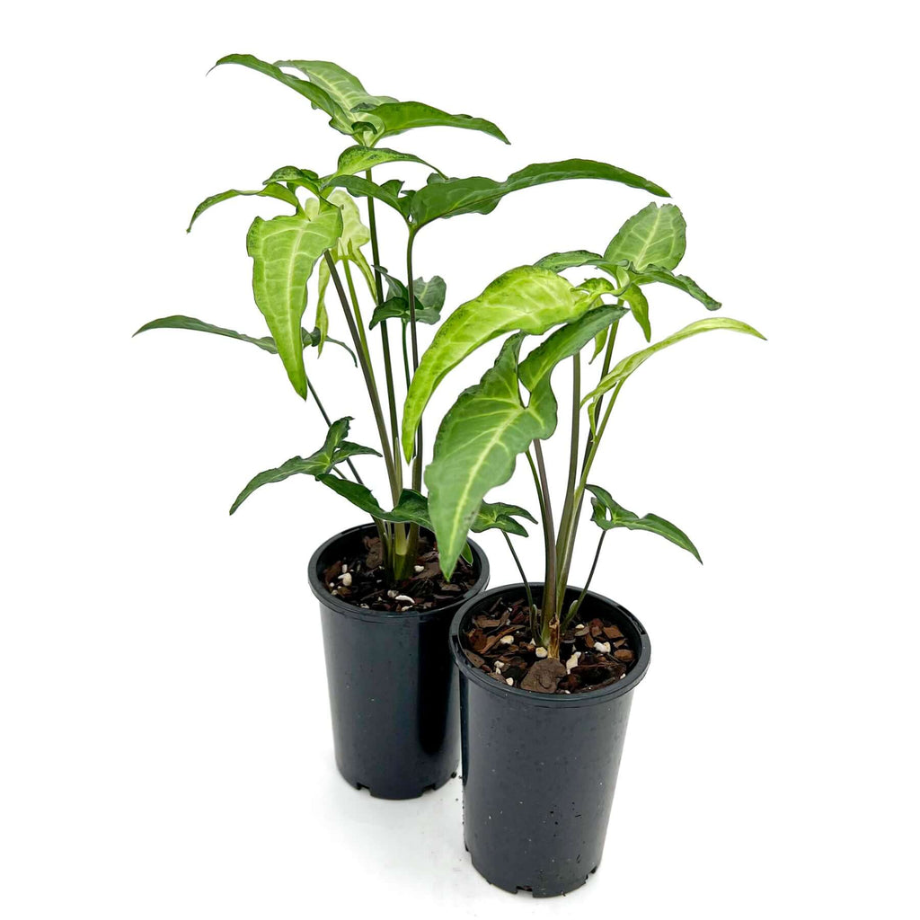 Syngonium angustatum 'Little Star', a rare indoor plant with variegated creamy mint leaves, available for express shipping in Australia.
