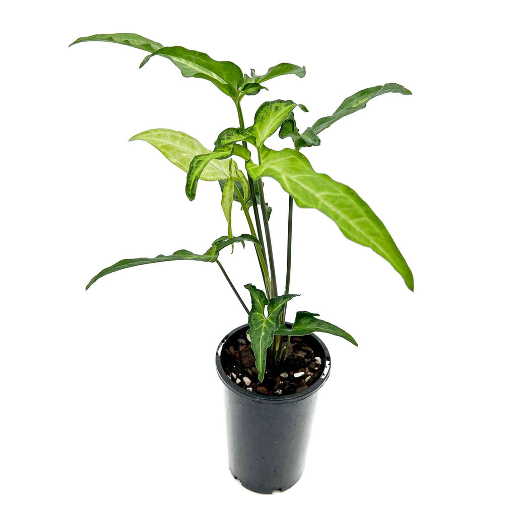 Syngonium angustatum 'Little Star', a rare indoor plant with creamy mint leaves and dark edges, perfect for any home.