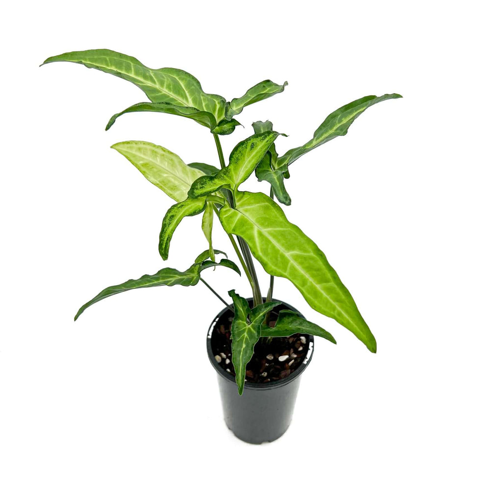 Syngonium angustatum 'Little Star' | Indoor Plant | Chalet Boutique - Australia