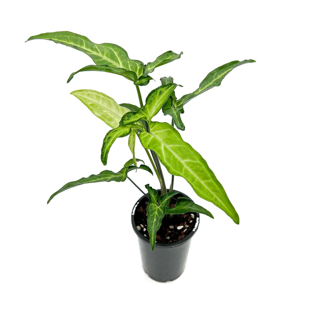 Syngonium angustatum 'Little Star' indoor plant with variegated leaves in pot, ideal for Australian homes and rare plant enthusiasts.
