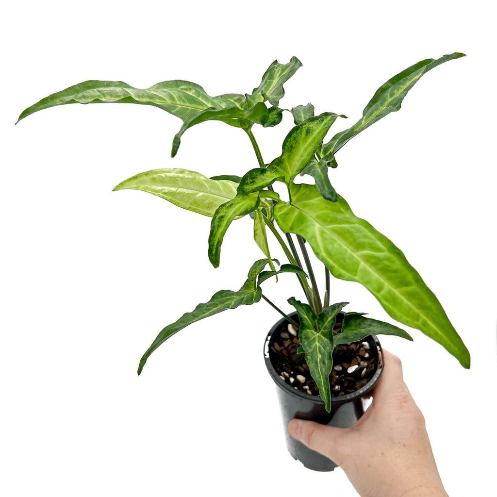 Syngonium angustatum 'Little Star', a rare indoor plant with creamy mint leaves and dark edges, perfect for homes.