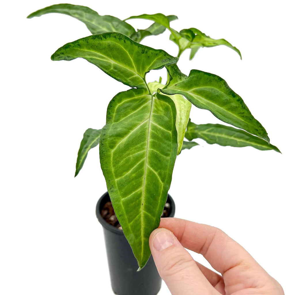 Syngonium angustatum 'Little Star' showing variegated leaves, a rare indoor plant available online in Australia.