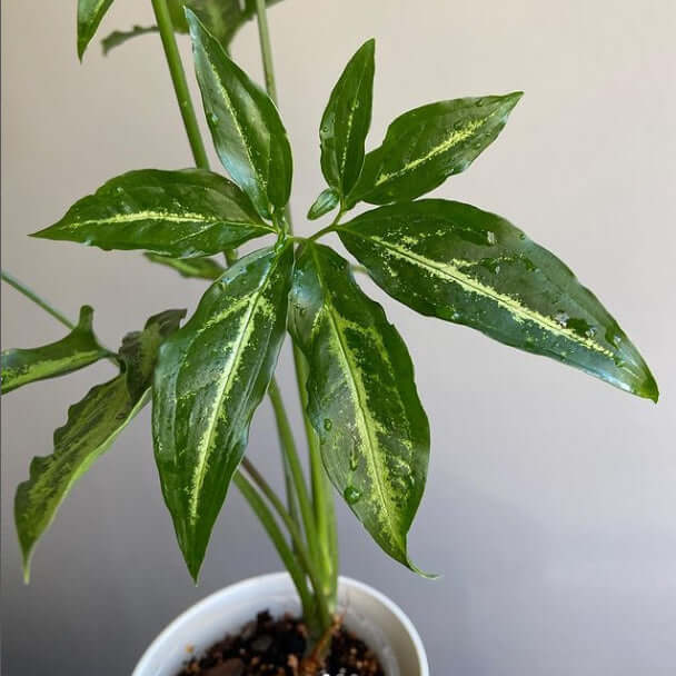 Syngonium angustatum 'Little Star' | Indoor Plant | Chalet Boutique - Australia