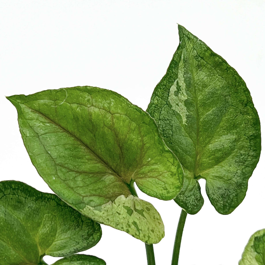 Syngonium Green Splash | Indoor Plant | Chalet Boutique - Australia