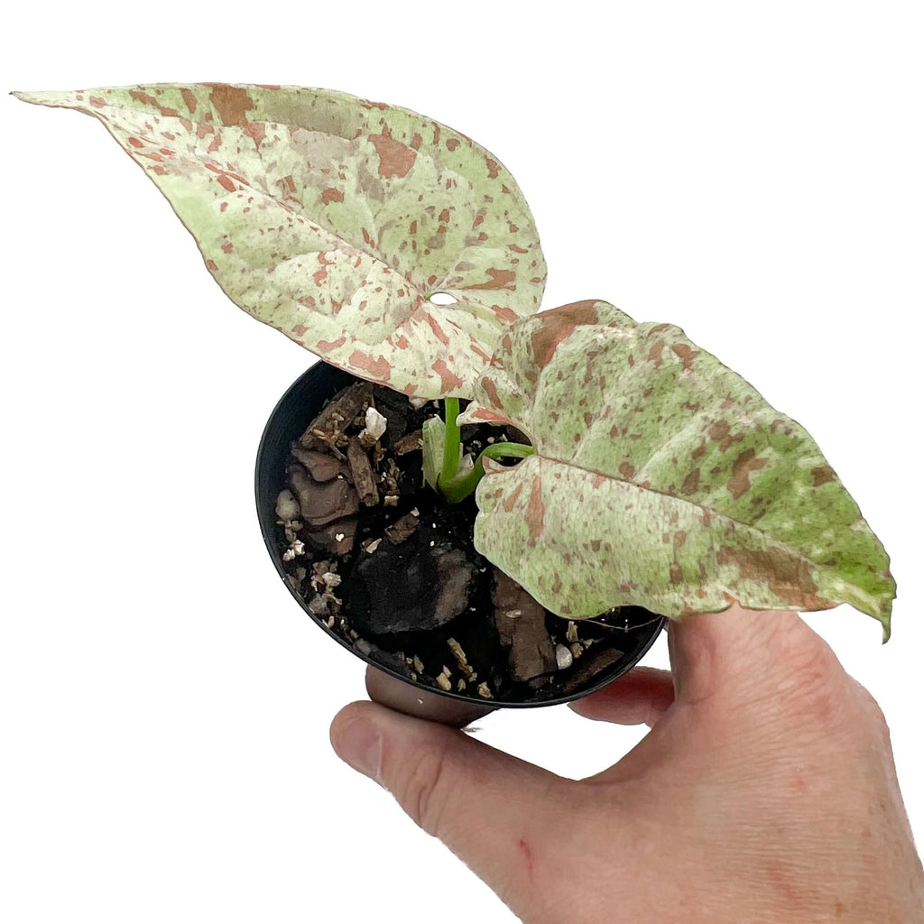 Syngonium Milk Confetti plant in hand showcasing variegated pastel leaves, ideal for rare indoor plants.