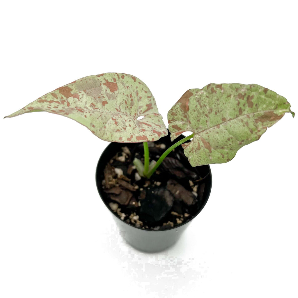 Syngonium Milk Confetti plant in a black pot showcasing rare variegated leaves with pink splashes, ideal for indoor spaces.