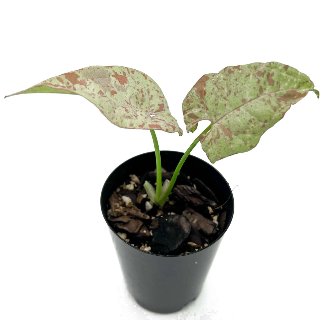 Syngonium Milk Confetti in a 10cm pot, featuring rare variegated pink and green leaves, perfect for indoor plant lovers.
